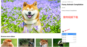 推特视频下载(Twitter保存视频详细教程)-LyleSeo